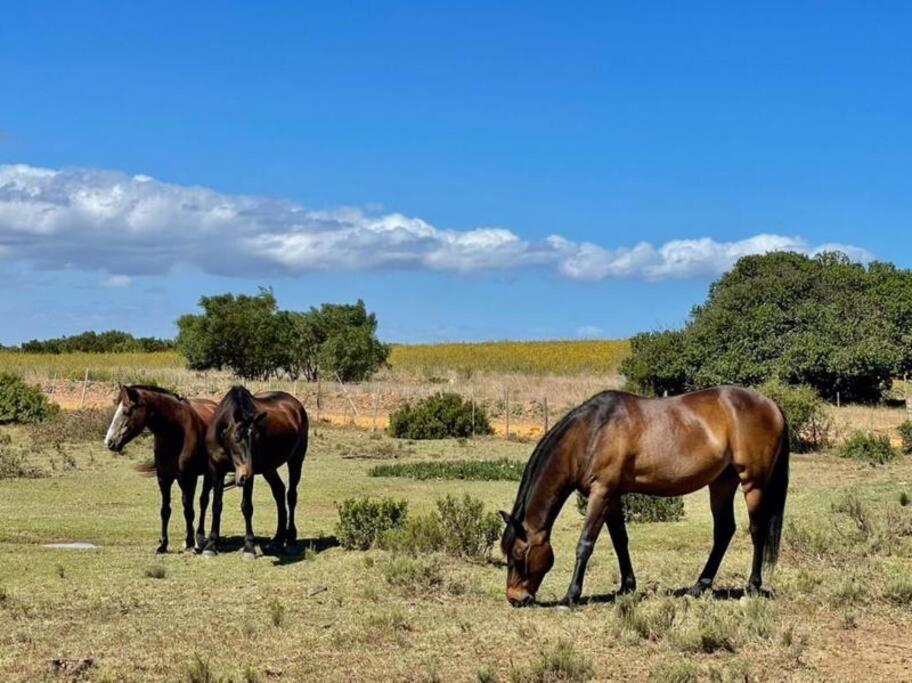 Heron Cottage - Living The Breede Malgas Extérieur photo